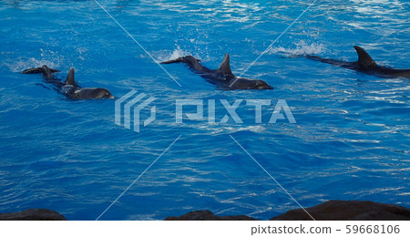 three dolphins are swimming three dolphins are swimming 59668106