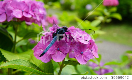 Blue dragonfly resting on purple hydrangea Blue dragonfly resting on purple hydrangea 59669042