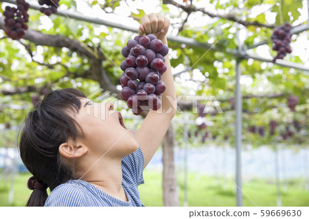 Girl eating grapes in grape picking 59669630