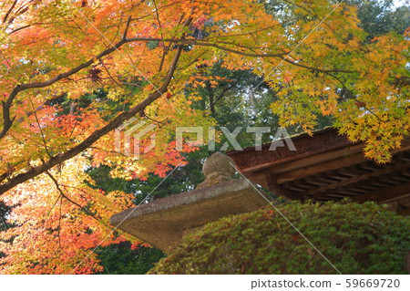 Autumn leaves and stone lanterns at Mitsui Temple 4 59669720