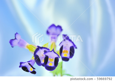 Summer violet 59669792