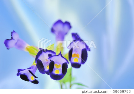 Summer violet 59669793