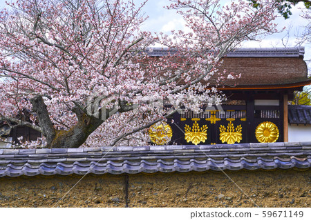 京都大悟寺，唐門和櫻花 59671149