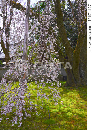 在Daigoji寺廟的櫻花在京都 59671197