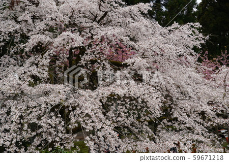 Sakura Temple Sakura Temple 59671218