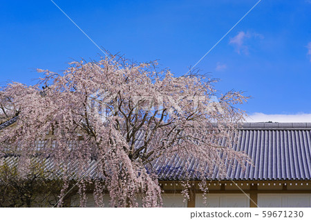 在Daigoji寺廟的櫻花在京都 在Daigoji寺廟的櫻花在京都 59671230