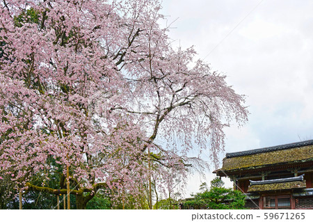 在Daigoji寺廟的櫻花在京都 在Daigoji寺廟的櫻花在京都 59671265