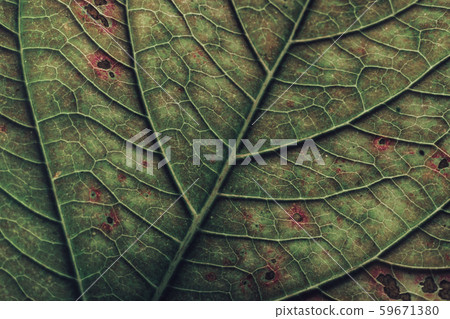 Close up beautiful green leaf background texture. 59671380