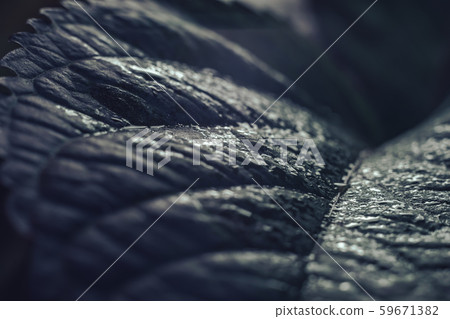 Close up beautiful green leaf background texture. 59671382