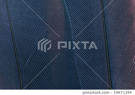 Close up Bird feather with blue red light. Close up Bird feather with blue red light. 59671394