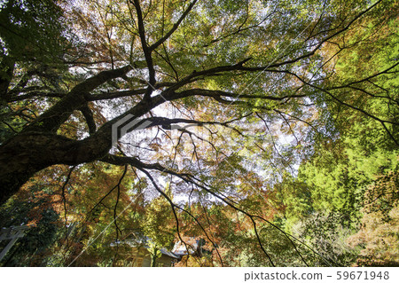 Autumn leaves 59671948