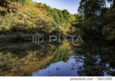 秋天的樹葉 59672085