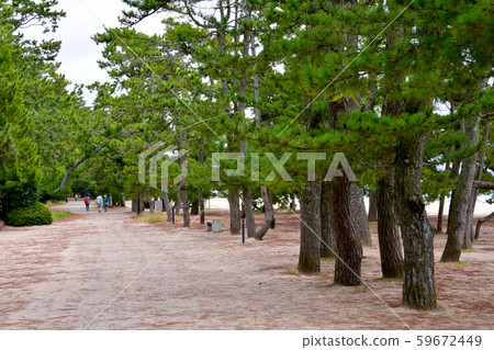 Amanohashidate pine trees 59672449
