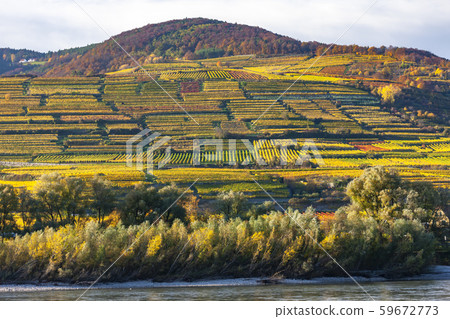 Autumn vineyards, Wachau Valley, Lower Austria, 59672773