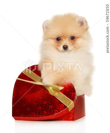 Pomeranian puppy in a box in the form of a red 59672850