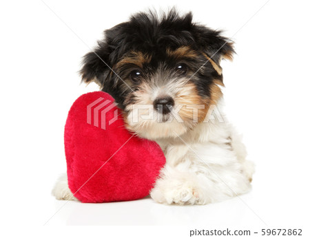 Biewer Yorkshire Terrier puppy with red toy 59672862