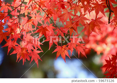 楓樹和秋天的福滿國分會恩祖寺（福島縣八津市）-照片素材（圖片