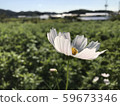 White cosmos flower 59673346