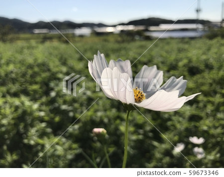 White cosmos flower White cosmos flower 59673346