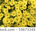 Chrysanthemum 59673348