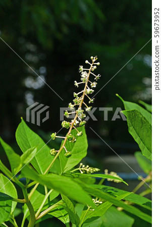 植物：Yoshiyoshi yamagonbo 59673952