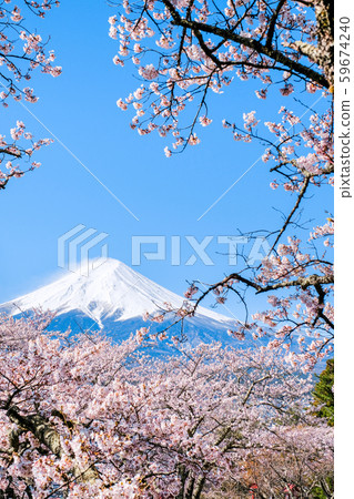 櫻花和富士山（荒山淺間公園） 59674240