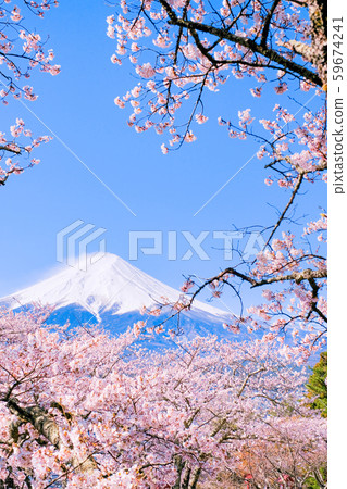 櫻花和富士山（荒山淺間公園） 59674241