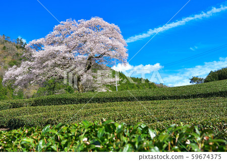300-year-old Shizuoka Prefecture 300-year-old Shizuoka Prefecture 59674375