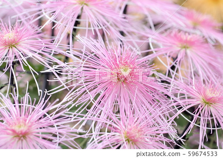菊花 菊花 59674533