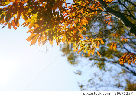 Autumn leaves 59675257