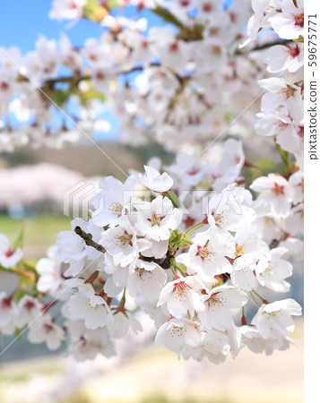 Kadodate Kushikiuchi River Embankment Cherry blossoms Image Blur Yes Kadodate Kushikiuchi River Embankment Cherry blossoms Image Blur Yes 59675771
