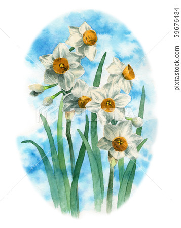 日本水仙花畫水彩 59676484