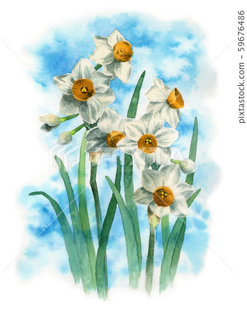 Japanese daffodil painted in watercolor Japanese daffodil painted in watercolor 59676486