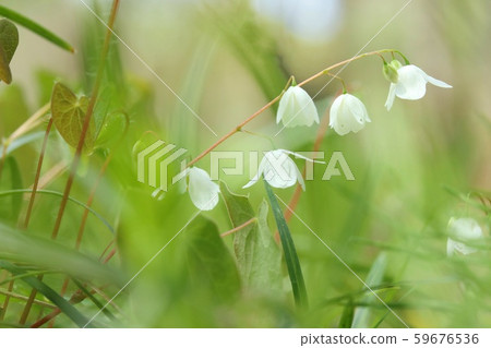 Baikai Calisou White Flower Yamanoso Baikai Calisou White Flower Yamanoso 59676536