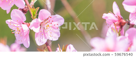 桃花桃花 桃花桃花 59676540