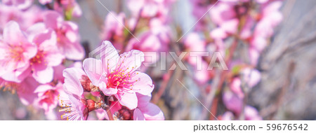 Peach Blossom Peach Peach Blossom 59676542