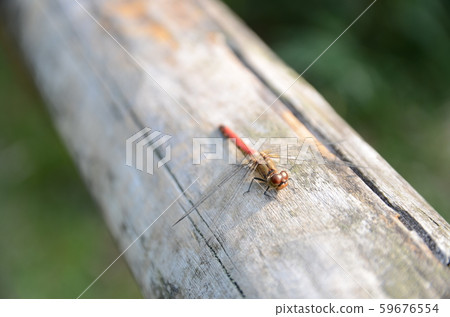 Insect dragonfly Insect dragonfly 59676554