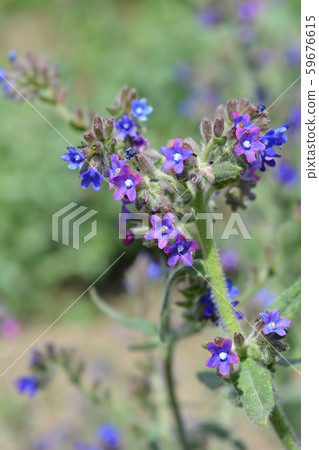 Common bugloss Common bugloss 59676615