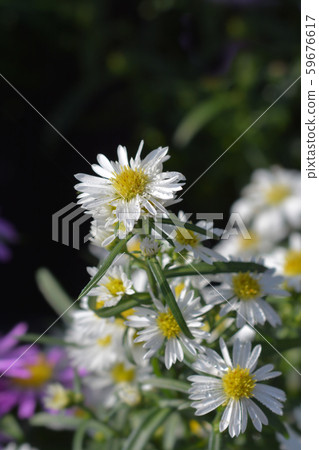 Michelmas daisy Starletta 59676617