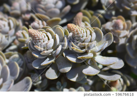 Orostachys Chinese Hat 59676618