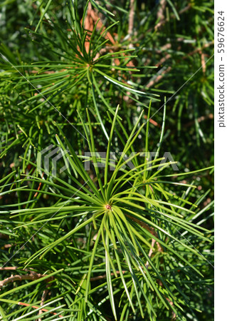 Japanese umbrella pine 59676624