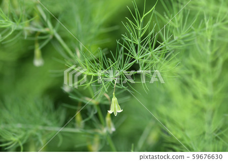 Narrow-leaved asparagus 59676630