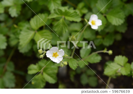 Rock cinquefoil Rock cinquefoil 59676639