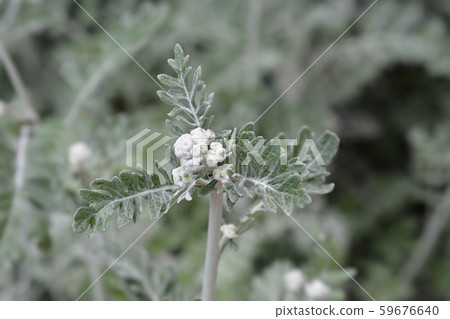 Silver ragwort Cirrus Silver ragwort Cirrus 59676640