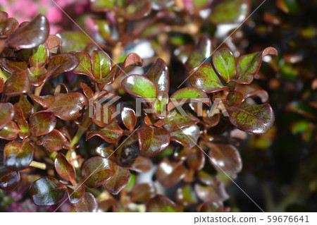 Looking-glass plant Zoe Looking-glass plant Zoe 59676641