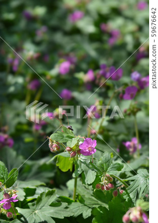 Rock cranesbill Rock cranesbill 59676642