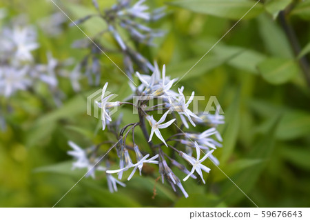Blue dogbane Blue dogbane 59676643