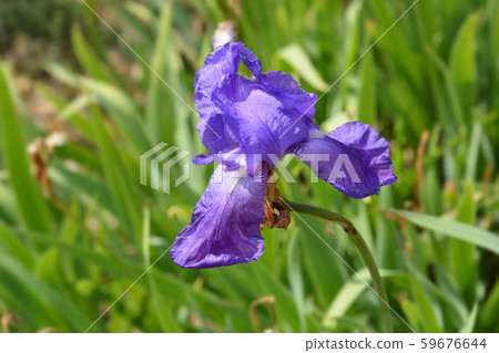 Illyrian iris Illyrian iris 59676644