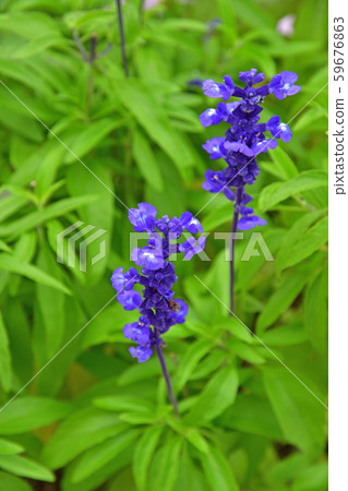 Plants: Salvia Labiatae Plants: Salvia Labiatae 59676863