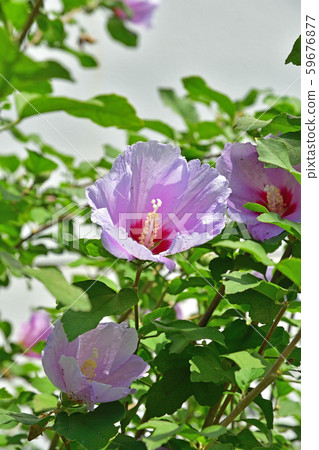 Tree: Mukuge Mallow 59676877